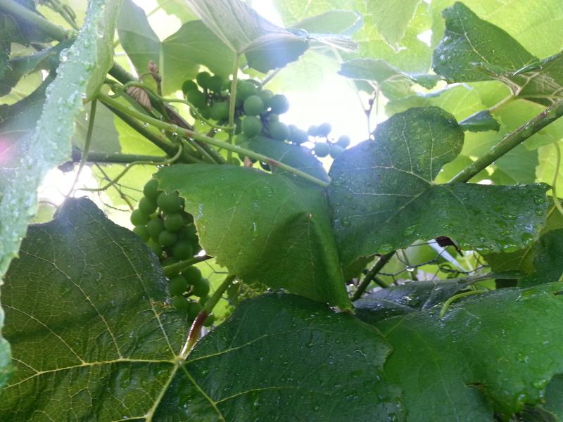 David's grape