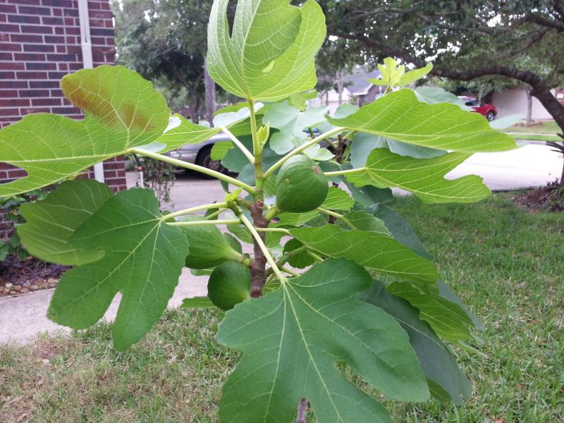 Fig